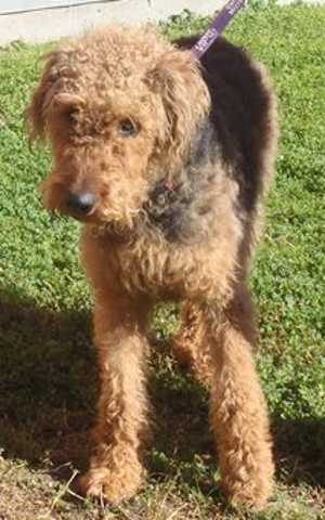 30airedale