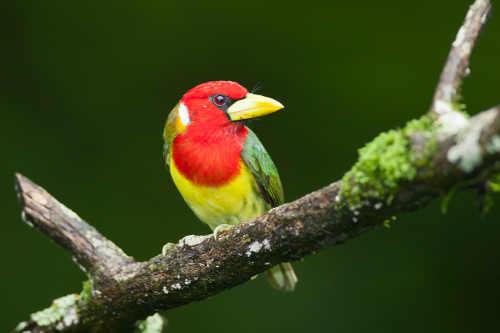 boblewisredheadedbarbet