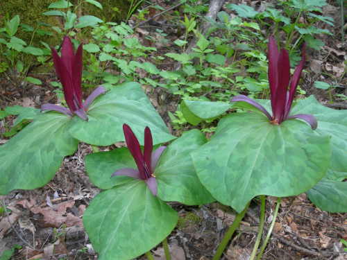 scavonetrilliumblooms