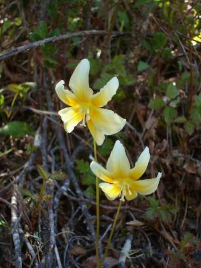 042212wildflowers1