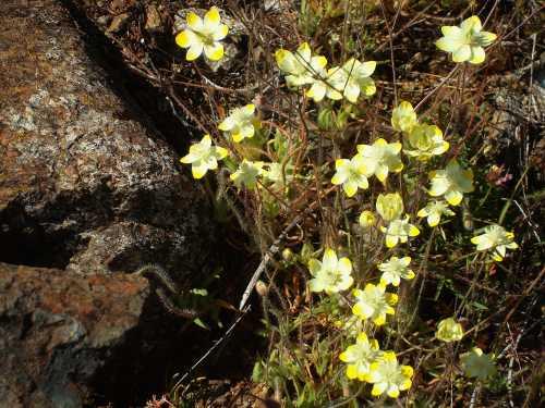 042212wildflowers2