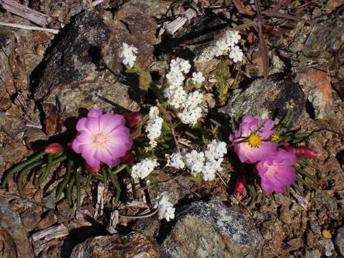 042212wildflowers3