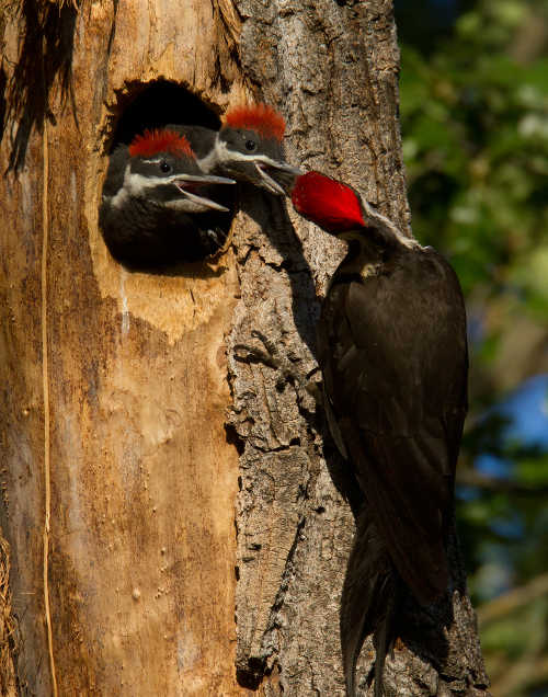 lylemadesonpileatedwoodpecker