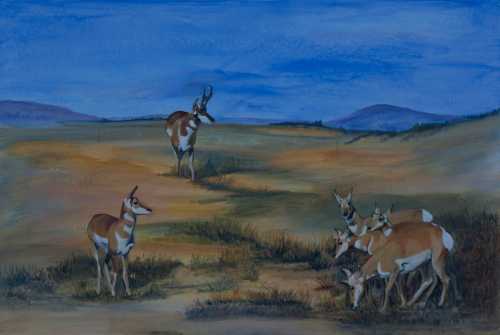 cardinalepronghorn