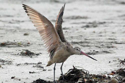 marbledgodwit