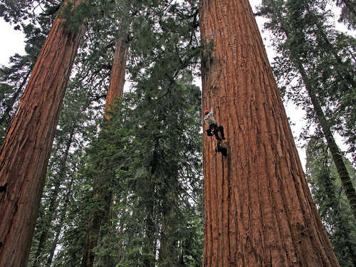 giantredwoodclimbing