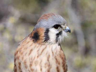 americankestrel