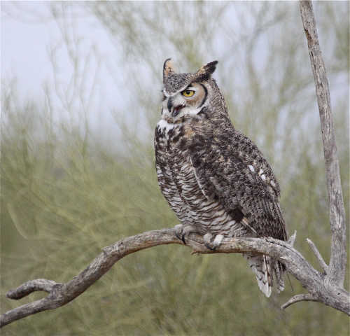 greathornedowl