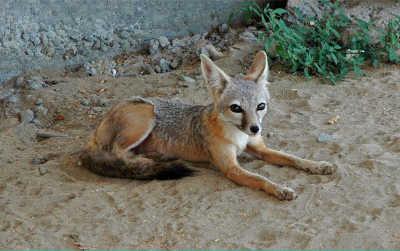 kitfox