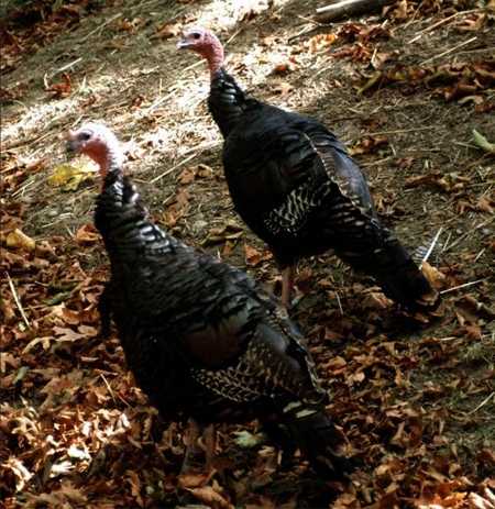 audubonwildturkeys