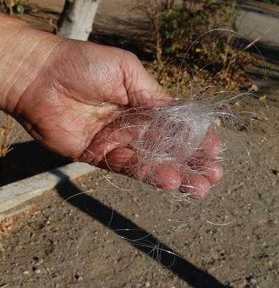 redbudfishinglinehand