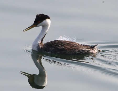 redbudtangledgrebe