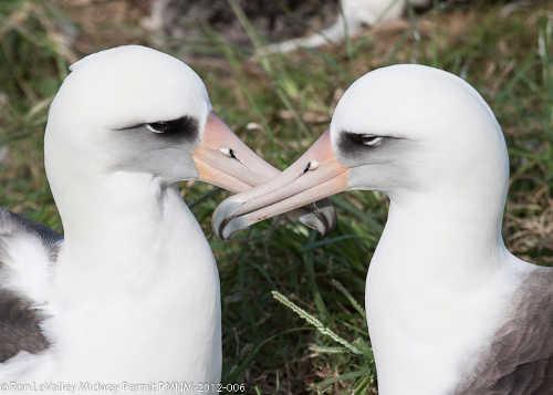 albatrosspair