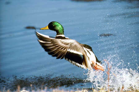 mallarddrake