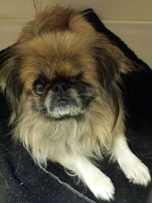 25pekingesemix