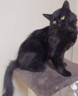 57longhairblackcat