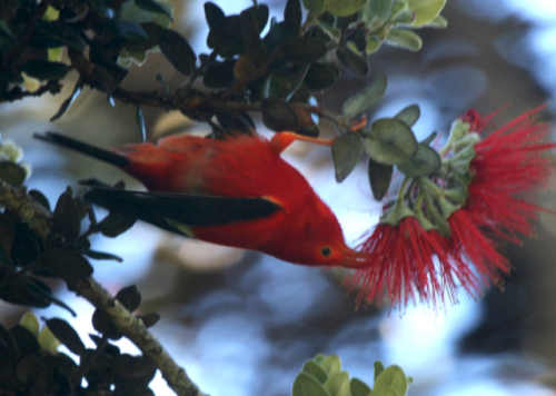 hawaii flora and fauna