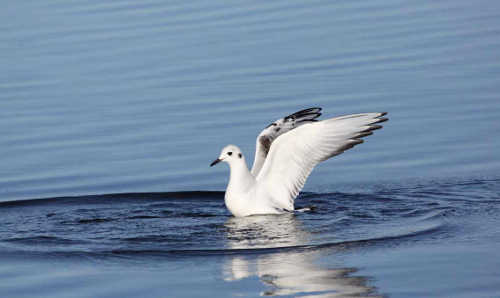 redbudbonapartesgull