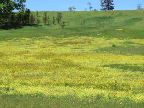 scavone2016wildflowers3