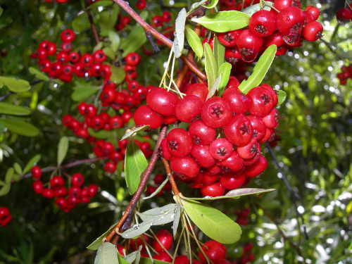 scavonetoyon