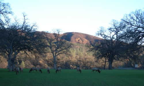 Lake County News,California - The Living Landscape: Tule elk's comeback ...