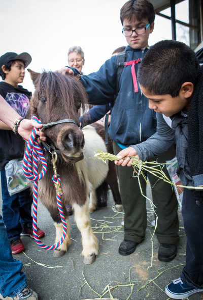 031617agdayminihorse