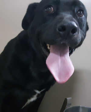 6684blacklab