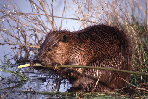 beaverlocalrogerjones