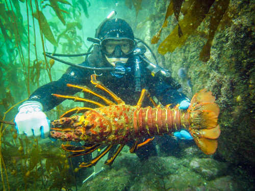 Countryman: Foraging California's Wild Side: Freediving for Abalone,  Spearfishing, Huckleberries, and More Figs!