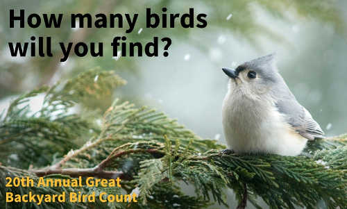 gbbctuftedtitmouse