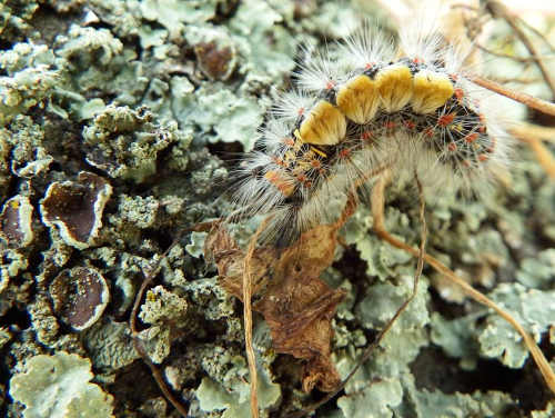 Lake County News California Tuleyome Tales Some caterpillars