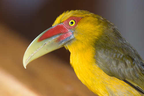 lewissaffrontoucanet