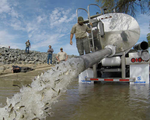 may2017salmonrelease