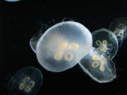 moonjellies