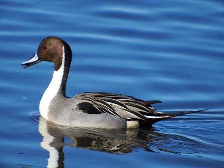 redbudnorthenpintail