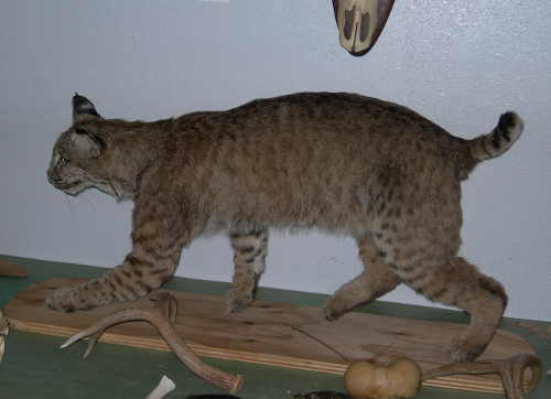 scavonebobcat