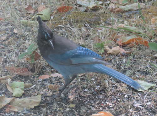 The Blue Jay 101 