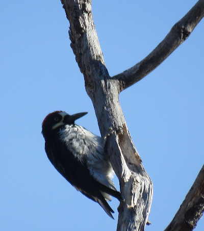 scavonewoodpecker