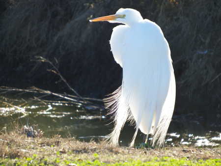 thompsonegret