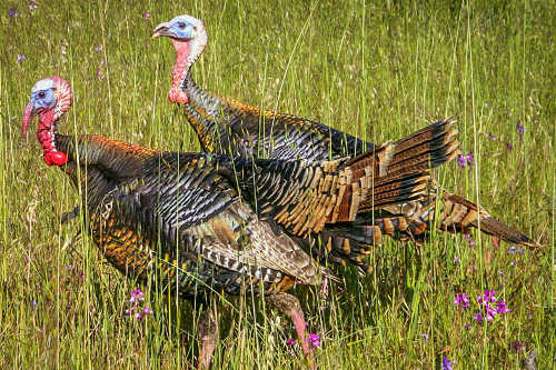 wilsonspringturkeys