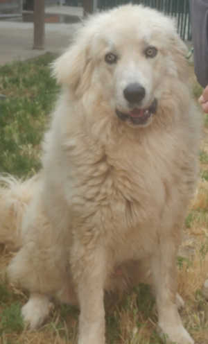 7655greatpyrenees