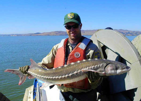 Lake County News,California - California Outdoors: Targeting stripers and  sturgeon together in San Francisco Bay, mouth calls for deer