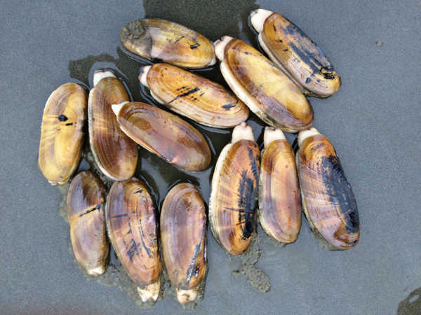 CDFW News  Fish and Wildlife Director Opens Razor Clam Fishery in Humboldt  County