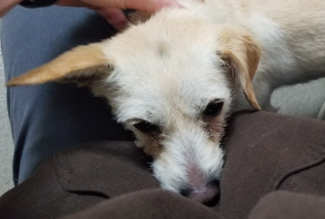 This male Jack Russell Terrier is in kennel No. 3, ID No. 12033. Photo courtesy of Lake County Animal Care and Control.