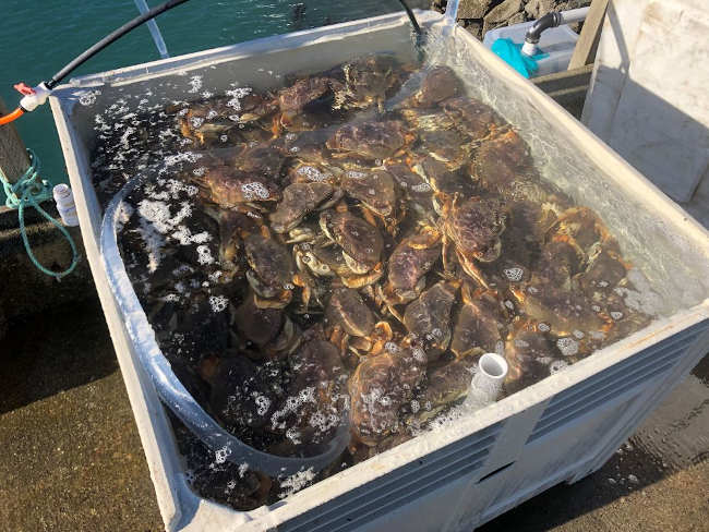 Lake County News,California - Commercial crab fishing violations