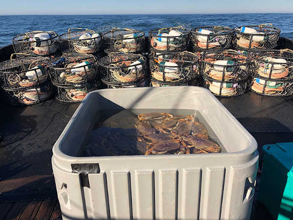 Lake County News,California - CDFW announces closure of commercial  Dungeness crab fishery off Central California to protect humpback whales