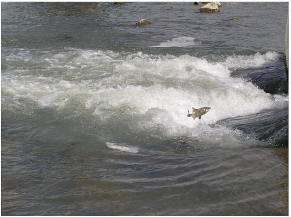 Figure 1. Image of Chi jumping at Bell Hill Road Crossing on Adobe Creek, a popular spawning tributary for the fish. This photo was taken on april 21, 2006 by Richard Macedo (CDFW) and was accessed on the UCANR California Fish Website: Clear Lake Hitch website (https://calfish.ucdavis.edu/species/?uid=33&ds=698) 
