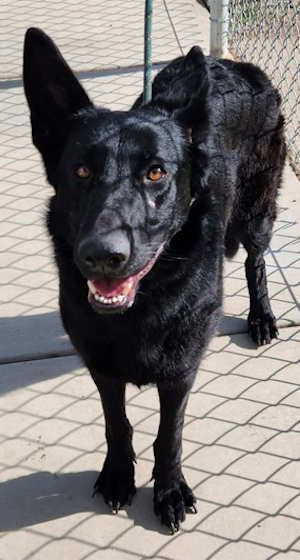 Lake County News,California - Clearlake Animal Control: Many beautiful dogs