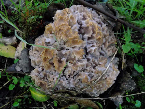 tuleyomecauliflowerfungus