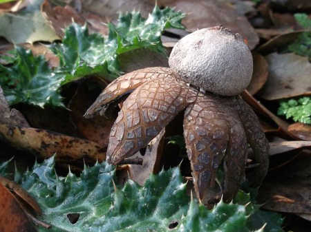 tuleyomeearthstars